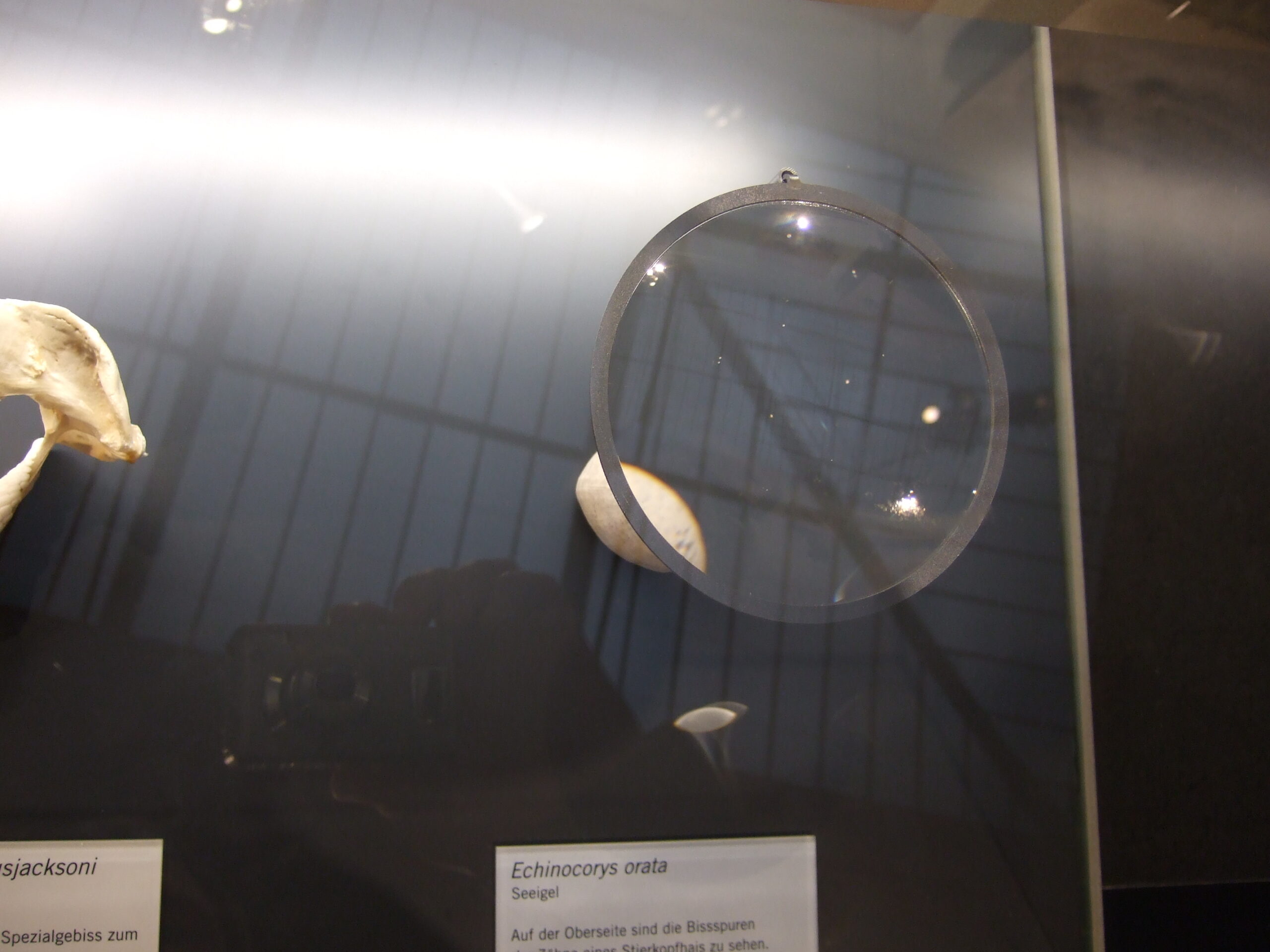 Examining a collectible with magnification
